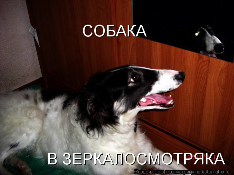 СОБАКА В ЗЕРКАЛОСМОТРЯКА... Котоматрица: СОБАКА В ЗЕРКАЛОСМОТРЯКА
