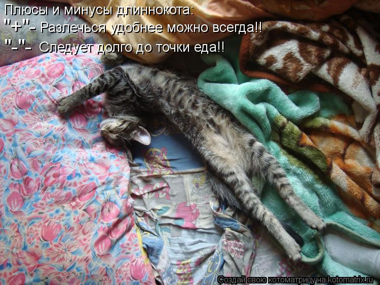 Плюсы и минусы длиннокота: "+"- Разлечься удобнее можно всегда!! "-"- Следует долго до точки еда!!... Котоматрица: Плюсы и минусы длиннокота: "+"- Разлечься удобнее можно всегда!! "-"- Следует долго до точки еда!!