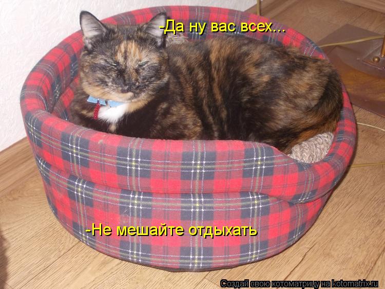 -Да ну вас всех... -Не мешайте отдыхать... Котоматрица: -Да ну вас всех... -Не мешайте отдыхать