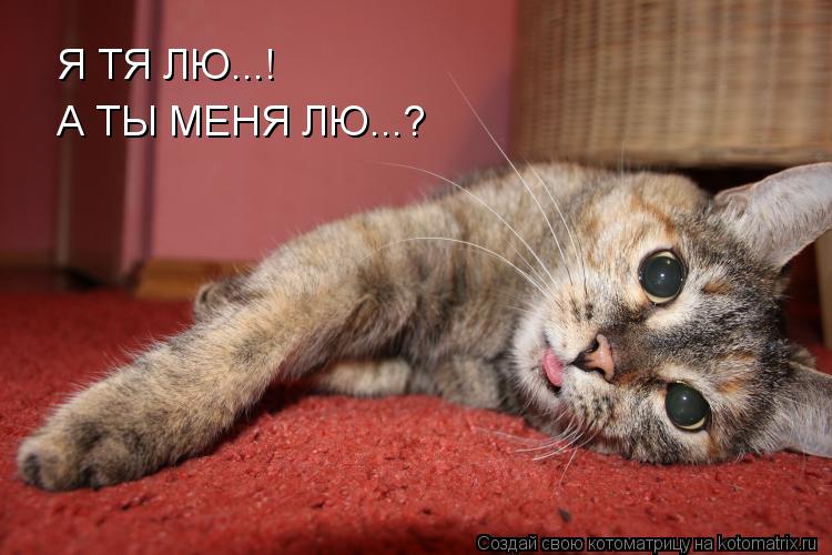 Я ТЯ ЛЮ...! А ТЫ МЕНЯ ЛЮ...?... Котоматрица: Я ТЯ ЛЮ...! А ТЫ МЕНЯ ЛЮ...?