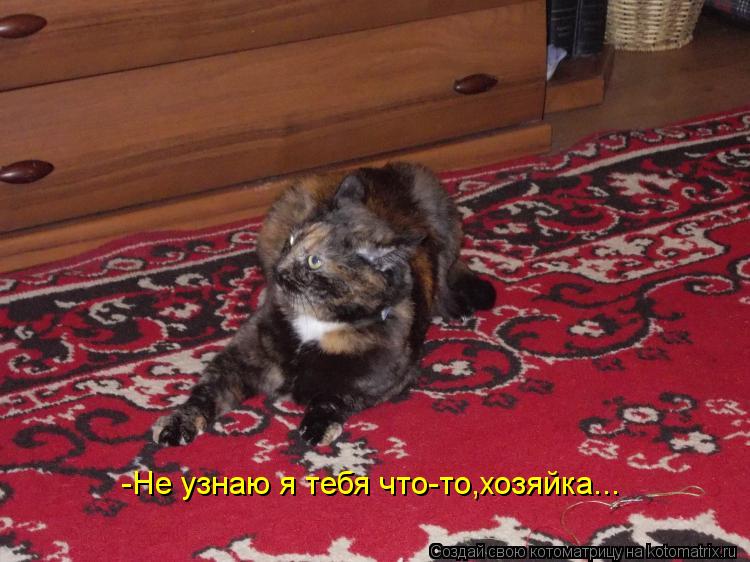 -Не узнаю я тебя что-то,хозяйка...... Котоматрица: -Не узнаю я тебя что-то,хозяйка...