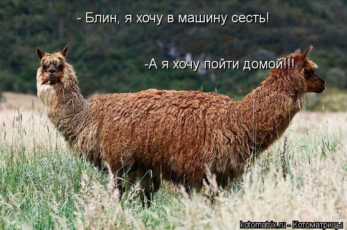 - Блин, я хочу в машину сесть! - Блин, я хочу в машину сесть! -А я хочу пойти домой!!!... Котоматрица: - Блин, я хочу в машину сесть! - Блин, я хочу в машину сесть! -А я хочу пойти домой!!!