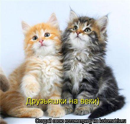 Друзьяшки на веки)... Котоматрица: Друзьяшки на веки)