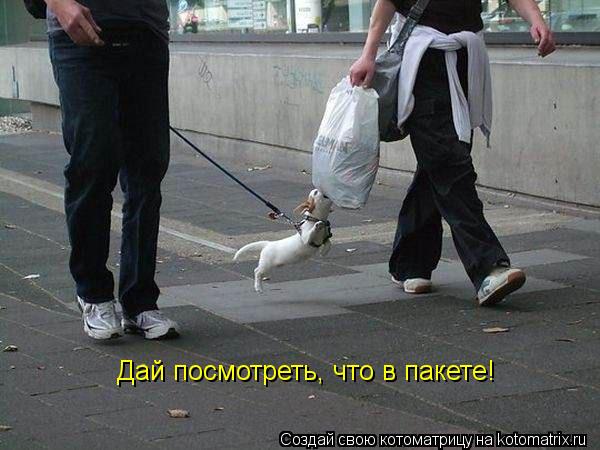 Дай посмотреть, что в пакете!... Котоматрица: Дай посмотреть, что в пакете!