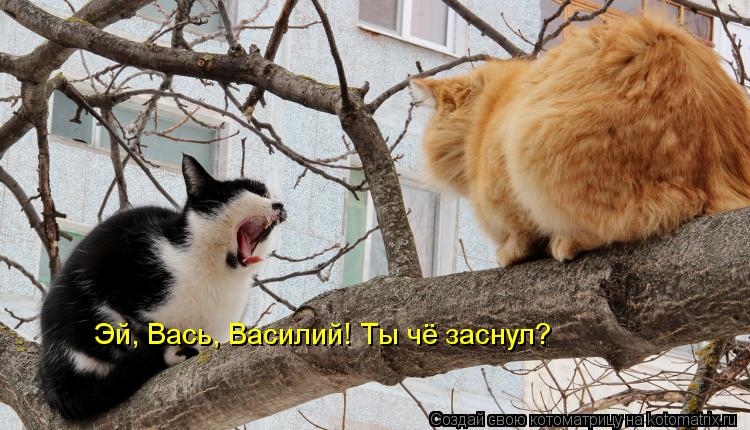 Эй, Вась, Василий! Ты чё заснул?... Котоматрица: Эй, Вась, Василий! Ты чё заснул?