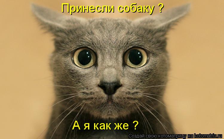 Принесли собаку ? А я как же ?... Котоматрица: Принесли собаку ? А я как же ?