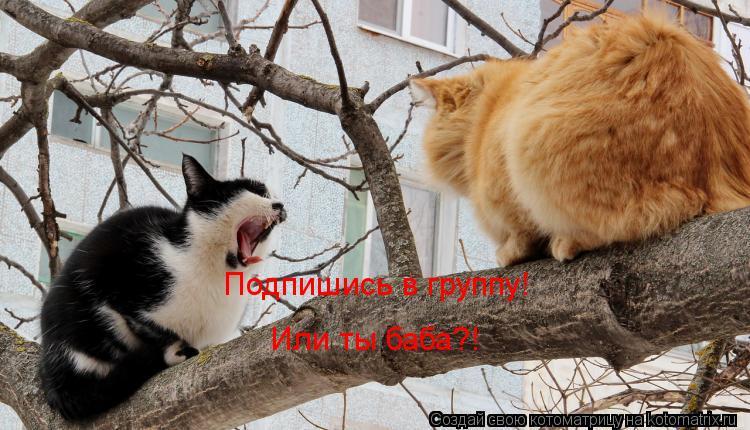Подпишись в группу! Или ты баба?!... Котоматрица: Подпишись в группу! Или ты баба?!