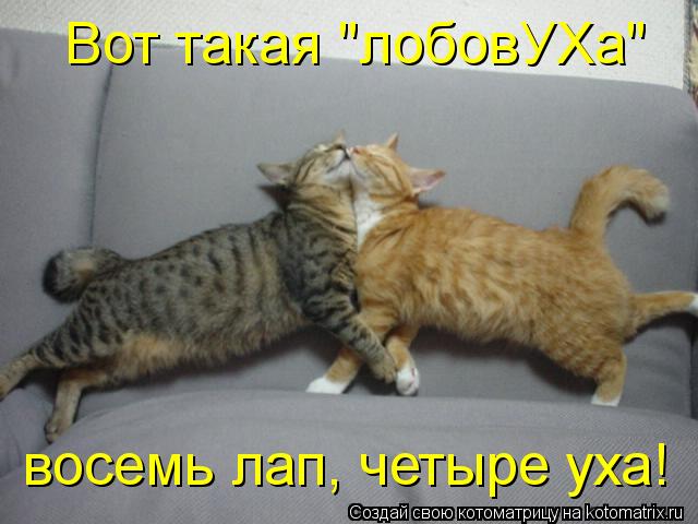 Вот такая "лобовУХа" восемь лап, четыре уха!... Котоматрица: Вот такая "лобовУХа" восемь лап, четыре уха!