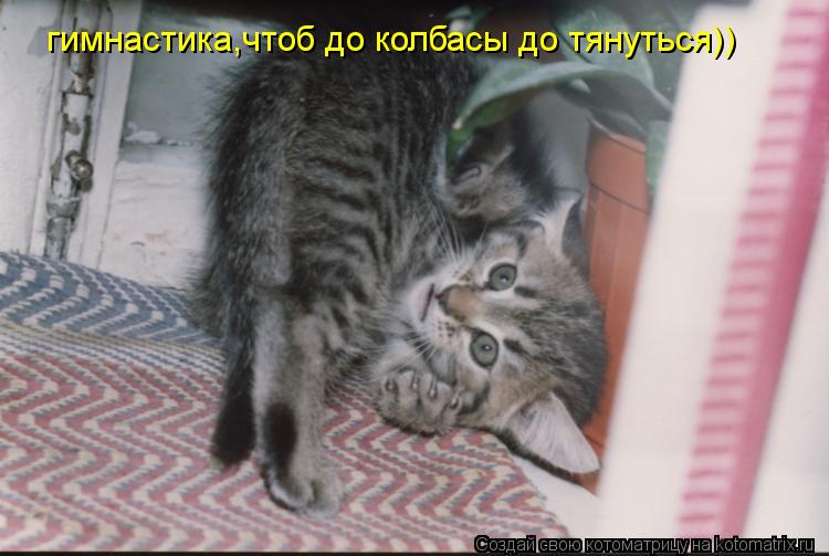 гимнастика,чтоб до колбасы до тянуться))... Котоматрица: гимнастика,чтоб до колбасы до тянуться))