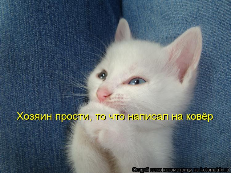 Хозяин прости, то что написал на ковёр... Котоматрица: Хозяин прости, то что написал на ковёр