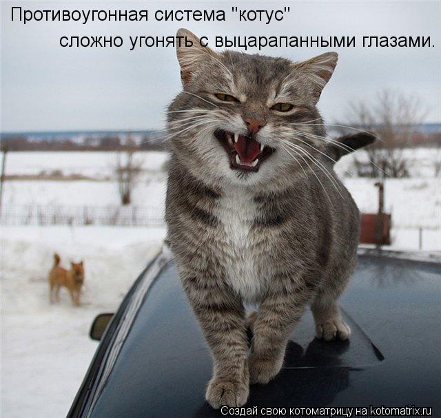 Противоугонная система "котус" сложно угонять с выцарапанными глазами.... Котоматрица: Противоугонная система "котус" сложно угонять с выцарапанными глазами.