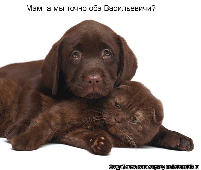 Мам, а мы точно оба Васильевичи?... Котоматрица: Мам, а мы точно оба Васильевичи?
