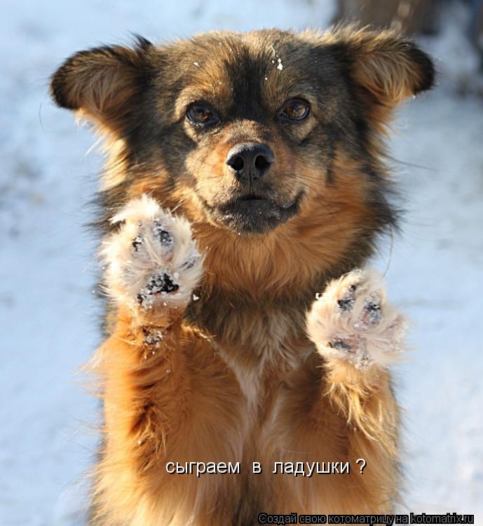 сыграем в ладушки ?... Котоматрица: сыграем в ладушки ?