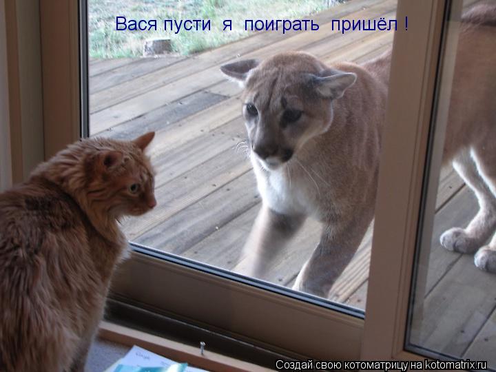 Вася пусти я поиграть пришёл !... Котоматрица: Вася пусти я поиграть пришёл !