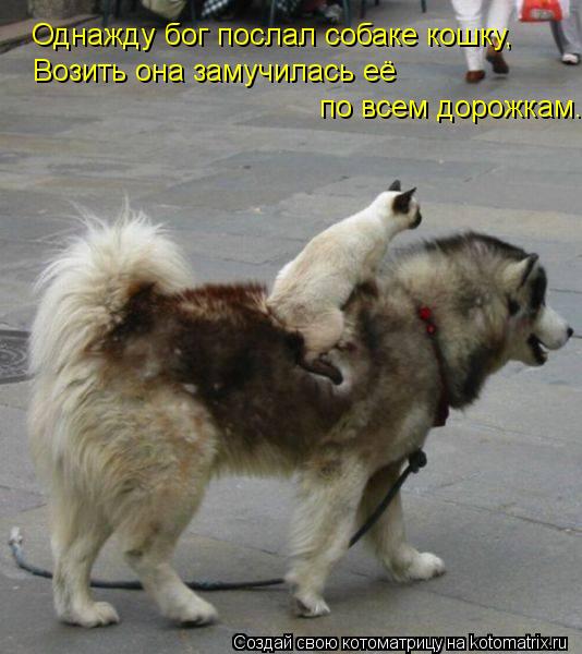 Однажду бог послал собаке кошку, Возить она замучилась её по всем дорожкам.... Котоматрица: Однажду бог послал собаке кошку, Возить она замучилась её по всем дорожкам.