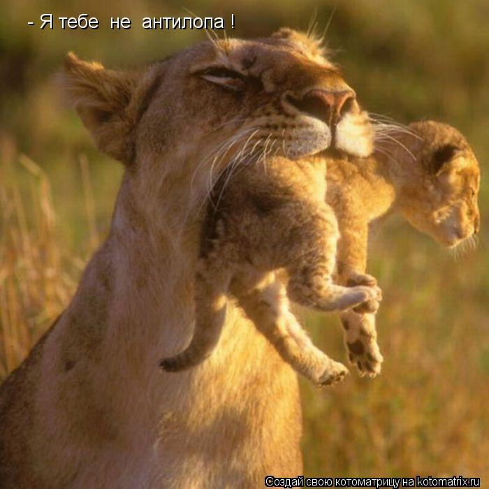 - Я тебе не антилопа !... Котоматрица: - Я тебе не антилопа !