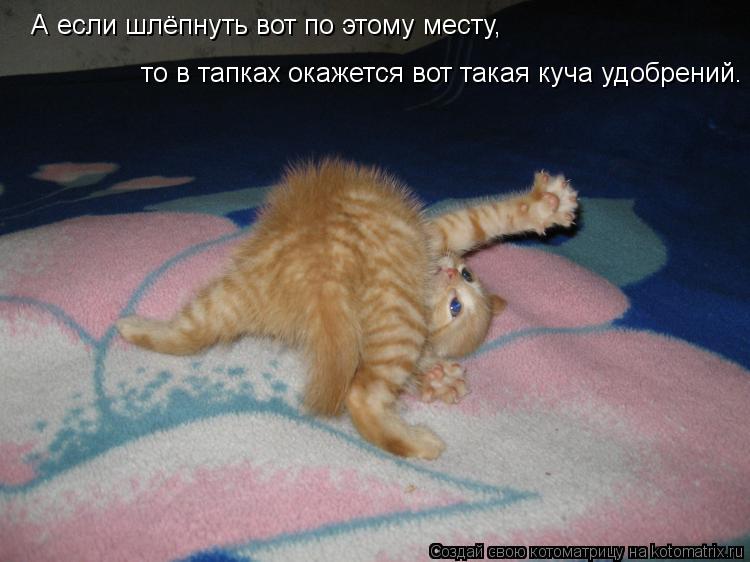 А если шлёпнуть вот по этому месту, то в тапках окажется вот такая куча удобрений.... Котоматрица: А если шлёпнуть вот по этому месту, то в тапках окажется вот такая куча удобрений.