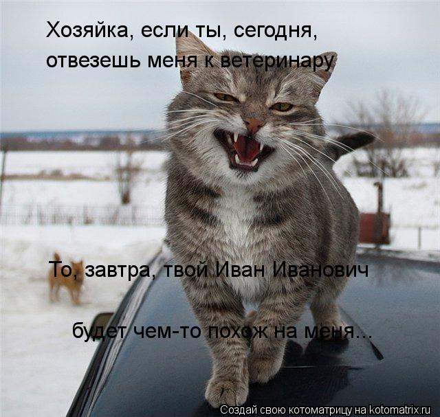 Хозяйка, если ты, сегодня, отвезешь меня к ветеринару То, завтра, твой Иван Иванович будет чем-то по... Котоматрица: Хозяйка, если ты, сегодня, отвезешь меня к ветеринару То, завтра, твой Иван Иванович будет чем-то похож на меня...