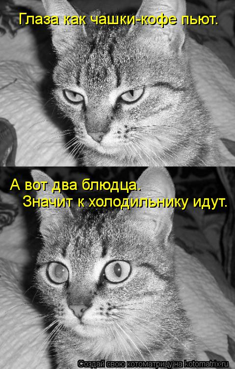 Глаза как чашки-кофе пьют. А вот два блюдца. Значит к холодильнику идут.... Котоматрица: Глаза как чашки-кофе пьют. А вот два блюдца. Значит к холодильнику идут.