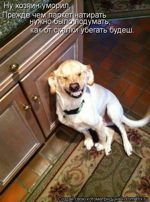 Ну хозяин уморил. Прежде чем паркет натирать нужно было подумать, как от скалки убегать будеш.... Котоматрица: Ну хозяин уморил. Прежде чем паркет натирать нужно было подумать, как от скалки убегать будеш.