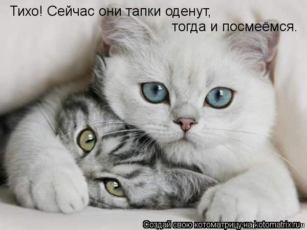 Тихо! Сейчас они тапки оденут, тогда и посмеёмся.... Котоматрица: Тихо! Сейчас они тапки оденут, тогда и посмеёмся.