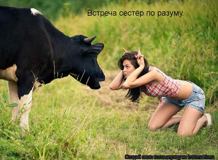 Встреча сестёр по разуму.... Котоматрица: Встреча сестёр по разуму.
