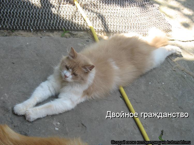 Двойное гражданство... Котоматрица: Двойное гражданство