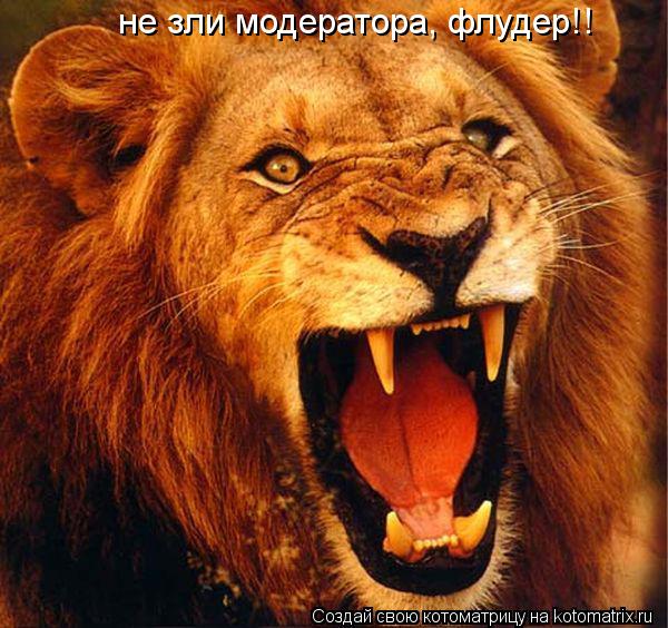 не зли модератора, флудер!!... Котоматрица: не зли модератора, флудер!!