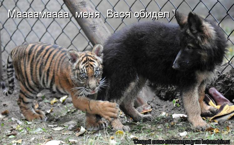 Маааамаааа меня Вася обидел !... Котоматрица: Маааамаааа меня Вася обидел !