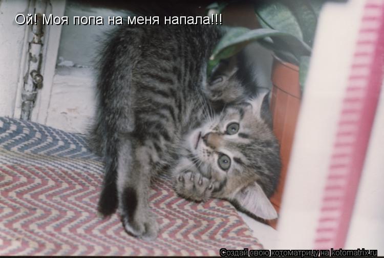 Ой! Моя попа на меня напала!!!... Котоматрица: Ой! Моя попа на меня напала!!!
