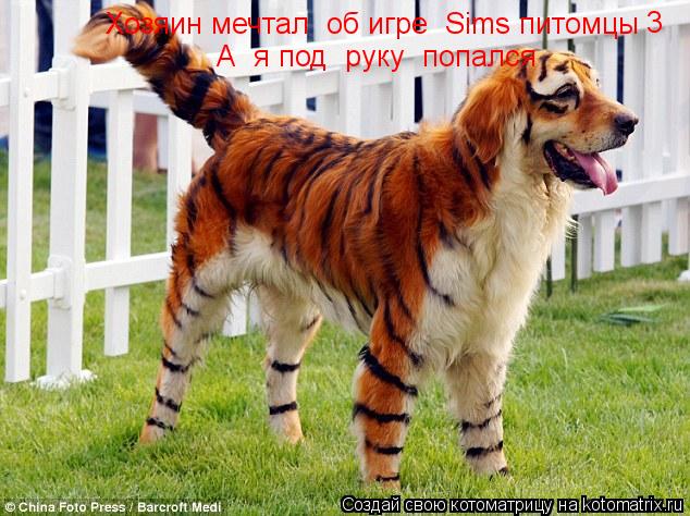Хозяин мечтал об игре Sims питомцы А я под руку попался 3... Котоматрица: Хозяин мечтал об игре Sims питомцы А я под руку попался 3