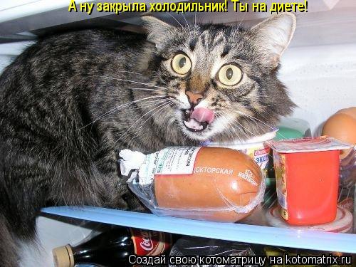 А ну закрыла холодильник! Ты на диете!... Котоматрица: А ну закрыла холодильник! Ты на диете!