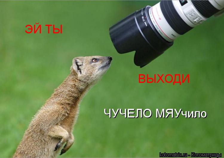ЭЙ ТЫ ВЫХОДИ ЧУЧЕЛО МЯУчило... Котоматрица: ЭЙ ТЫ ВЫХОДИ ЧУЧЕЛО МЯУчило