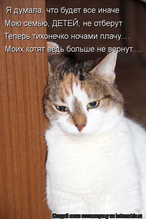 Я думала, что будет все иначе Мою семью, ДЕТЕЙ, не отберут Теперь тихонечко ночами плачу.... Моих кот... Котоматрица: Я думала, что будет все иначе Мою семью, ДЕТЕЙ, не отберут Теперь тихонечко ночами плачу.... Моих котят ведь больше не вернут.....