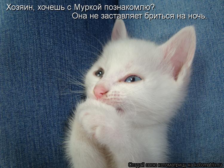 Хозяин, хочешь с Муркой познакомлю? Она не заставляет бриться на ночь.... Котоматрица: Хозяин, хочешь с Муркой познакомлю? Она не заставляет бриться на ночь.
