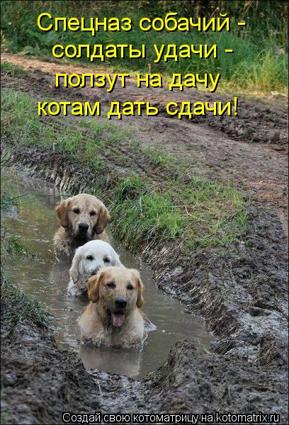 Спецназ собачий - солдаты удачи - ползут на дачу котам дать сдачи!... Котоматрица: Спецназ собачий - солдаты удачи - ползут на дачу котам дать сдачи!