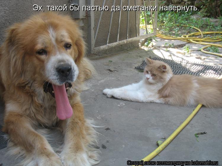 Эх, такой бы пастью да сметанки навернуть.... Котоматрица: Эх, такой бы пастью да сметанки навернуть.