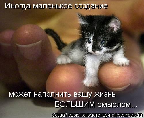Иногда маленькое создание может наполнить вашу жизнь БОЛЬШИМ смыслом...... Котоматрица: Иногда маленькое создание может наполнить вашу жизнь БОЛЬШИМ смыслом...