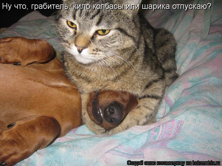Ну что, грабитель, кило колбасы или шарика отпускаю?... Котоматрица: Ну что, грабитель, кило колбасы или шарика отпускаю?
