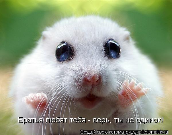 Братья любят тебя - верь, ты не одинок!... Котоматрица: Братья любят тебя - верь, ты не одинок!