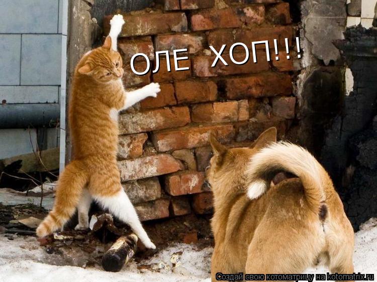 ОЛЕ ХОП!!!... Котоматрица: ОЛЕ ХОП!!!