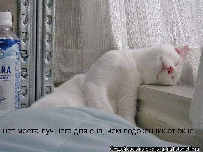 нет места лучшего для сна, чем подоконник от окна!... Котоматрица: нет места лучшего для сна, чем подоконник от окна!