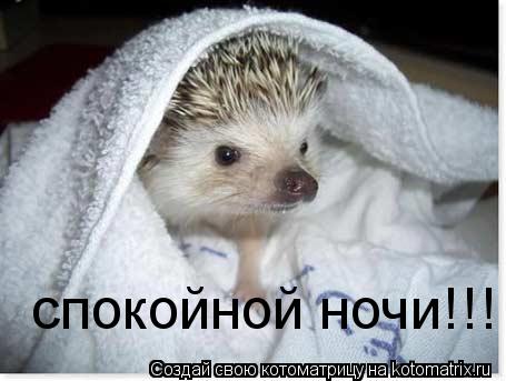 спокойной ночи!!!... Котоматрица: спокойной ночи!!!