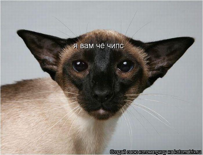 я вам чё чипс... Котоматрица: я вам чё чипс