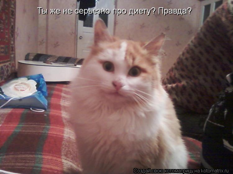 Ты же не серьезно про диету? Правда?... Котоматрица: Ты же не серьезно про диету? Правда?