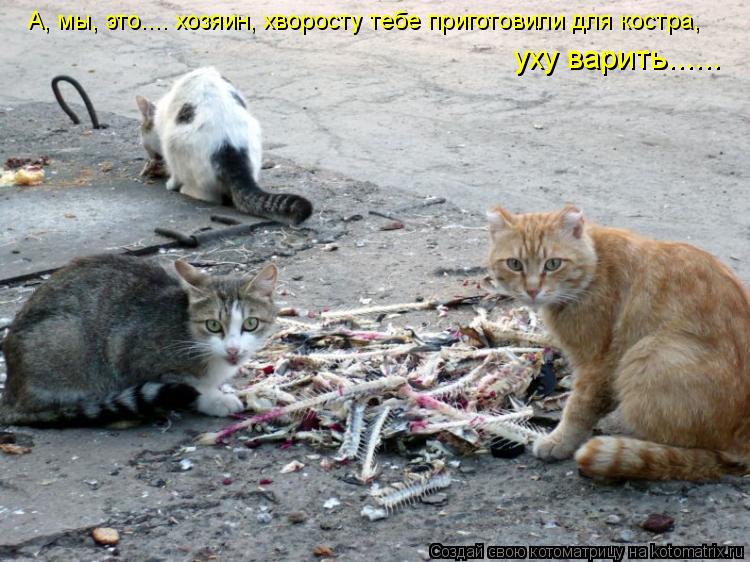 А, мы, это.... хозяин, хворосту тебе приготовили для костра, уху варить......... Котоматрица: А, мы, это.... хозяин, хворосту тебе приготовили для костра, уху варить......