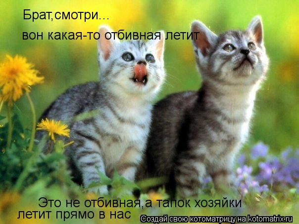 Брат,смотри... вон какая-то отбивная летит Это не отбивная,а тапок хозяйки летит прямо в нас... Котоматрица: Брат,смотри... вон какая-то отбивная летит Это не отбивная,а тапок хозяйки летит прямо в нас