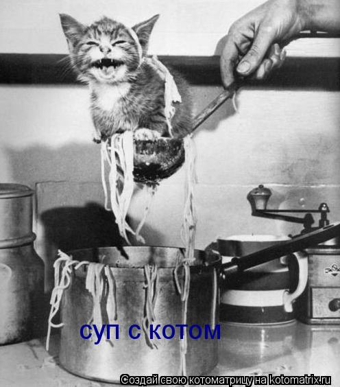 суп с котом... Котоматрица: суп с котом