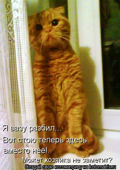 Я вазу разбил... Вот стою теперь здесь вместо неё!.. Может хозяйка не заметит?... Котоматрица: Я вазу разбил... Вот стою теперь здесь вместо неё!.. Может хозяйка не заметит?