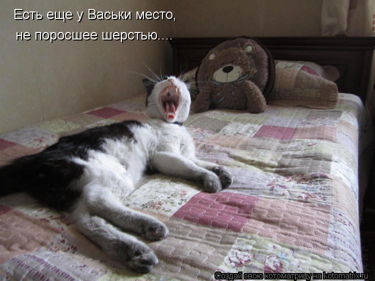 Есть еще у Васьки место, не поросшее шерстью....... Котоматрица: Есть еще у Васьки место, не поросшее шерстью....